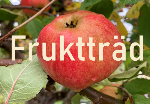 Trädgårdsdesign 2